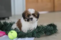 Fraser, a male Shih Tzu for sale in Millersburg, OH – Photo 3 of 7