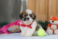 Fraser, a male Shih Tzu for sale in Millersburg, OH – Photo 1 of 7