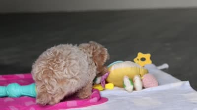 Sampson, a male Havanese and Maltese for sale in Millersburg, OH – 8 of 8