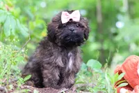 Alice, a female Shihpoo for sale in Millersburg, OH – 7 of 9