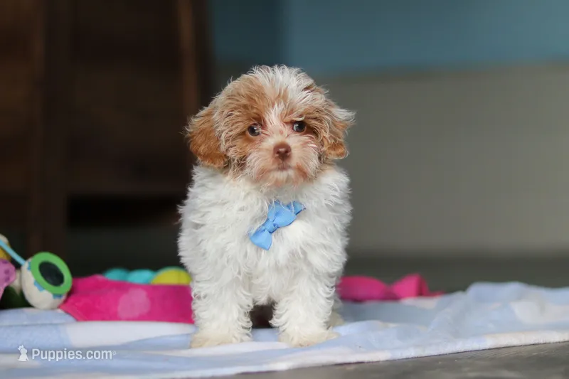 Wilbur – Havanese, Maltese puppy for sale in Millersburg, OH