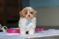 Wilbur, a male Havanese and Maltese for sale in Millersburg, OH – 1 of 8