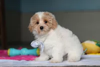 Harris, a male Havanese and Maltese for sale in Millersburg, OH – 5 of 8