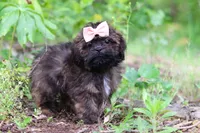 Alice, a female Shihpoo for sale in Millersburg, OH – 5 of 9
