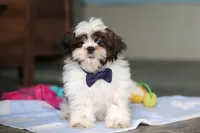 Elliot, a male Shih Tzu for sale in Millersburg, OH – 2 of 7