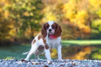 Ariella, a female Cavalier King Charles Spaniel for sale in Millersburg, OH – 6 of 8