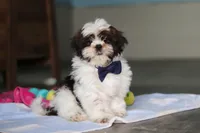 Elliot, a male Shih Tzu for sale in Millersburg, OH – 5 of 7