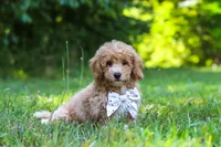 Charlie, a male Bichpoo for sale in Millersburg, OH – 6 of 9