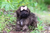 Alice, a female Shihpoo for sale in Millersburg, OH – 2 of 9