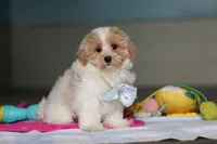 Harris, a male Havanese and Maltese for sale in Millersburg, OH – 4 of 8