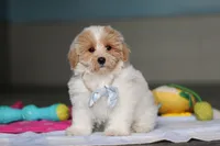 Harris, a male Havanese and Maltese for sale in Millersburg, OH – 6 of 8