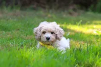 Caleb, a male Bichpoo for sale in Millersburg, OH – 7 of 8