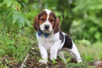 Crew, a male Beagle for sale in Millersburg, OH – 5 of 10