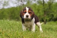 Barron, a male Beagle for sale in Millersburg, OH – 5 of 7