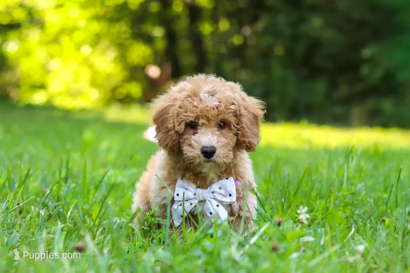 Charlie – Bichpoo puppy for sale in Millersburg, OH