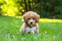 Charlie, a male Bichpoo for sale in Millersburg, OH – 1 of 9