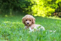 Charlie, a male Bichpoo for sale in Millersburg, OH – 3 of 9