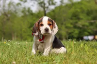 Ranger, a male Beagle for sale in Millersburg, OH – 3 of 9