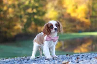 Kylie, a female Cavalier King Charles Spaniel for sale in Millersburg, OH – 9 of 10