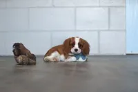 Nemo, a male Cavalier King Charles Spaniel for sale in Millersburg, OH – 4 of 5