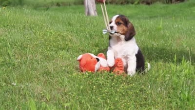 Barron, a male Beagle for sale in Millersburg, OH – 7 of 7