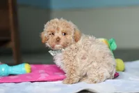 Sampson, a male Havanese and Maltese for sale in Millersburg, OH – 5 of 8