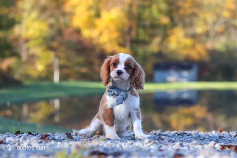 Nemo – Cavalier King Charles Spaniel puppy for sale in Millersburg, OH