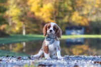Nemo, a male Cavalier King Charles Spaniel for sale in Millersburg, OH – 1 of 5