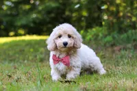Milo, a male Bichpoo for sale in Millersburg, OH – 7 of 10