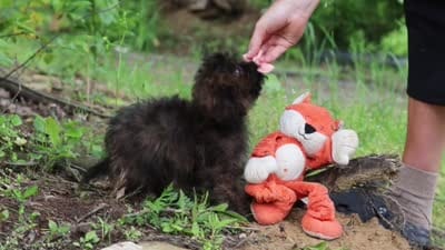 Alice, a female Shihpoo for sale in Millersburg, OH – 9 of 9