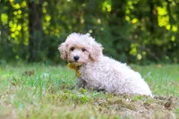 Caleb, a male Bichpoo for sale in Millersburg, OH – 3 of 8