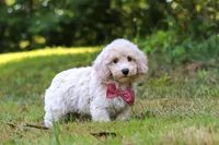 Milo, a male Bichpoo for sale in Millersburg, OH – 8 of 10