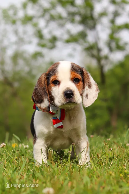 Ranger – Beagle puppy for sale in Millersburg, OH