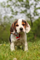 Ranger, a male Beagle for sale in Millersburg, OH – 1 of 9