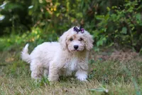 Sarah, a female Bichpoo for sale in Millersburg, OH – 4 of 8