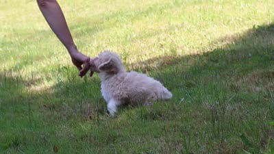 Sarah, a female Bichpoo for sale in Millersburg, OH – 8 of 8
