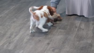 Ariella, a female Cavalier King Charles Spaniel for sale in Millersburg, OH – 8 of 8