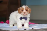 Teddy, a male Havanese and Maltese for sale in Millersburg, OH – 2 of 7