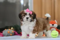 Elsie, a female Shih Tzu for sale in Millersburg, OH – Photo 4 of 8