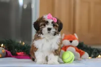 Elsie, a female Shih Tzu for sale in Millersburg, OH – Photo 2 of 8