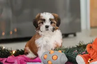 Elsie, a female Shih Tzu for sale in Millersburg, OH – Photo 8 of 8