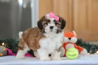 Elsie, a female Shih Tzu for sale in Millersburg, OH – Photo 5 of 8