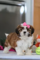 Elsie, a female Shih Tzu for sale in Millersburg, OH – Photo 7 of 8