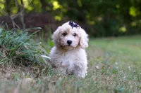 Sarah, a female Bichpoo for sale in Millersburg, OH – 5 of 8