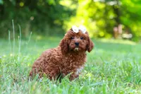 Viney, a female Cavapoo for sale in Millersburg, OH – 4 of 5