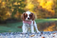 Kylie, a female Cavalier King Charles Spaniel for sale in Millersburg, OH – 1 of 10