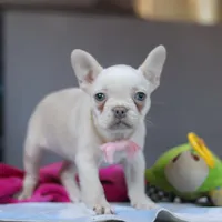 Bella, a female French Bulldog for sale in Millersburg, OH – 3 of 5