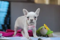 Bella, a female French Bulldog for sale in Millersburg, OH – Photo 3 of 5