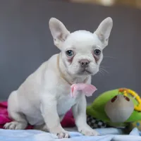 Bella, a female French Bulldog for sale in Millersburg, OH – 5 of 5