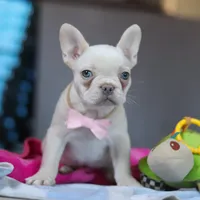 Bella, a female French Bulldog for sale in Millersburg, OH – 4 of 5